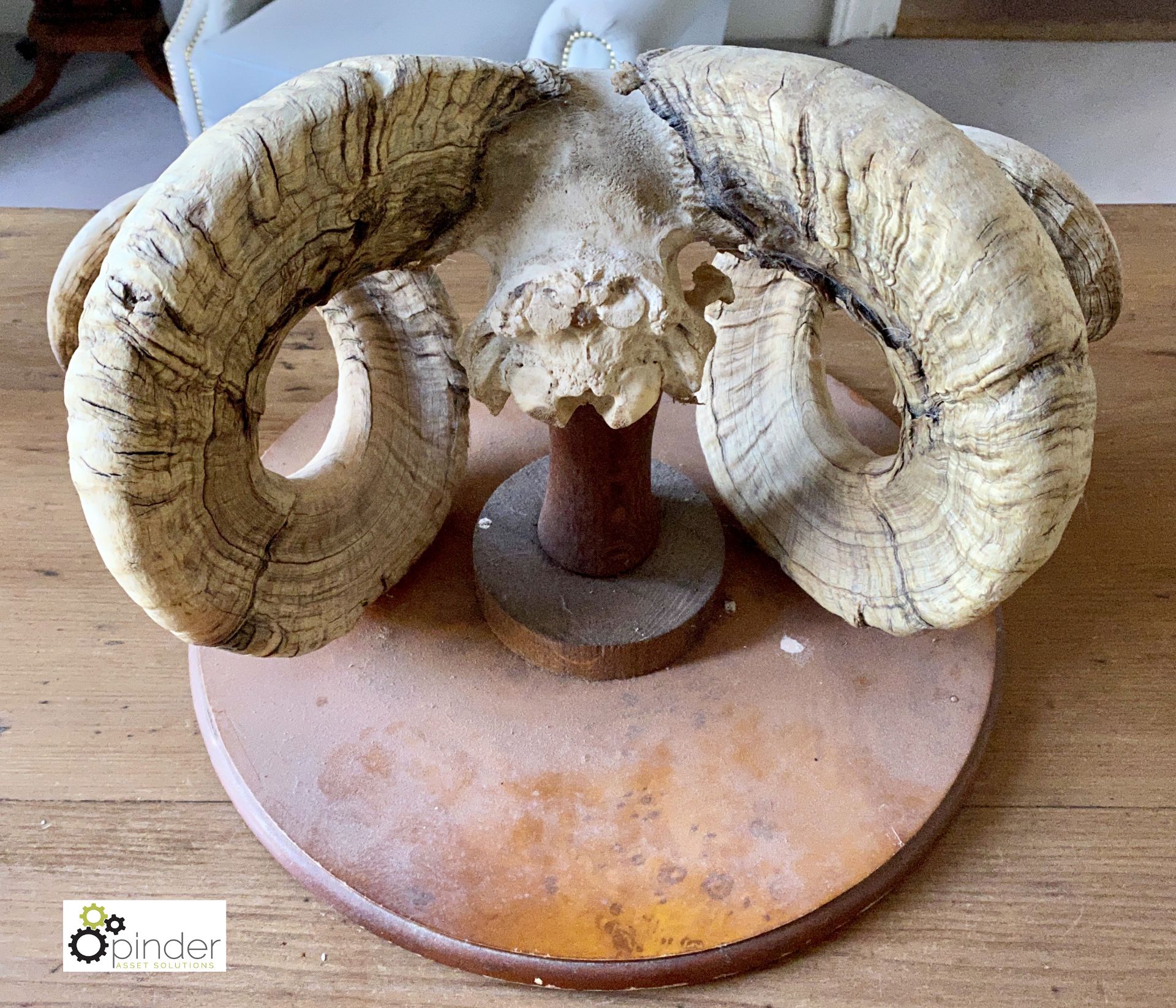 Ram’s Horns and part Skull mounted on walnut shield - Image 5 of 6