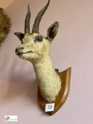 Taxidermy Antelope’s Head on oak shield