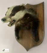 Taxidermy Badger on oak shield