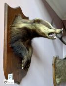 Taxidermy Badgers Head on oak shield, inscribed 30lbs, Alltmoor, 29.1.23