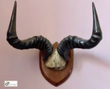 Bull’s Horns on oak shield