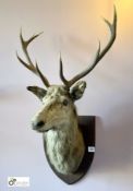 Taxidermy Deer’s Head on oak shield