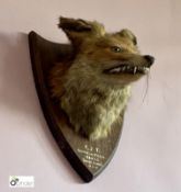 Taxidermy Fox’s Head on oak shield, inscribed F.J.T. found and killed Devils Three Jumps, 10.3.51