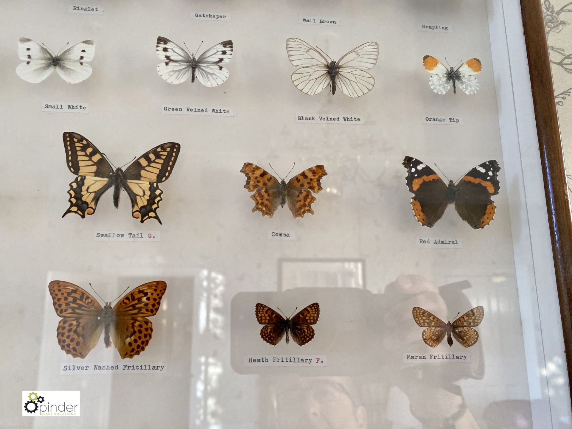 Display 28 British Butterflies in glazed cabinet - Image 5 of 11