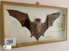 Taxidermy Hairless Bat in glazed case