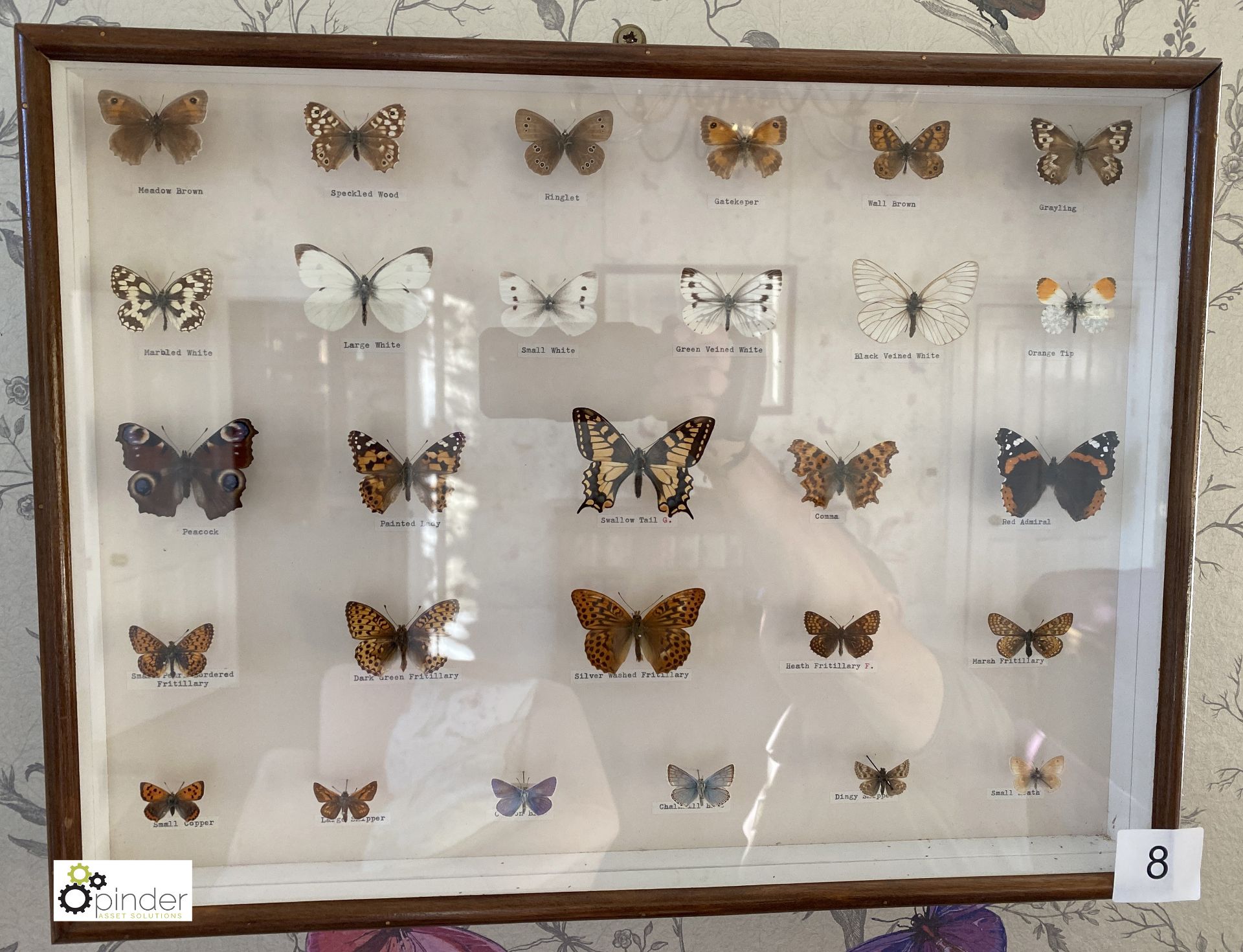 Display 28 British Butterflies in glazed cabinet