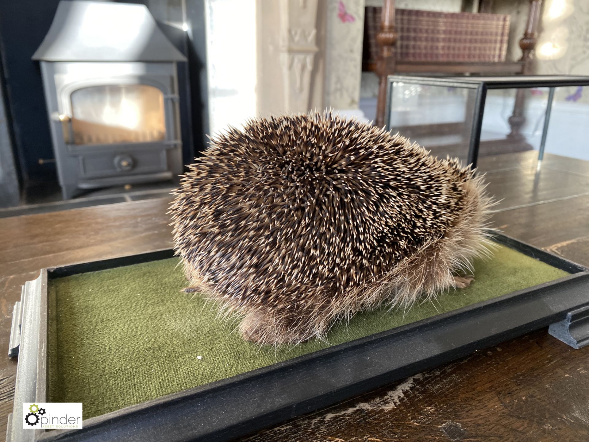 Taxidermy Hedgehog in glass case - Image 5 of 9