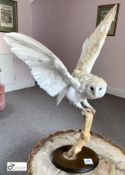Taxidermy Owl on branch
