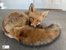 Taxidermy Sleeping Fox