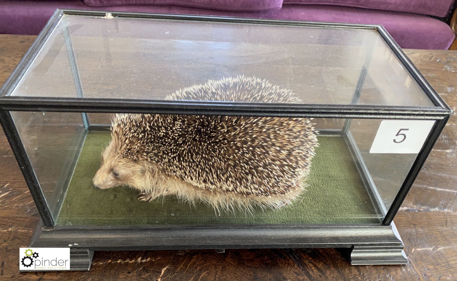 Taxidermy Hedgehog in glass case - Image 7 of 9