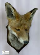 Taxidermy Fox’s Head on oak shield