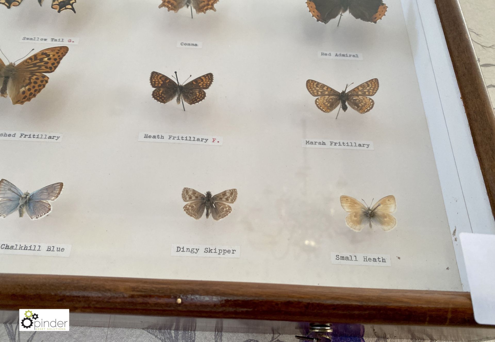 Display 28 British Butterflies in glazed cabinet - Image 9 of 11