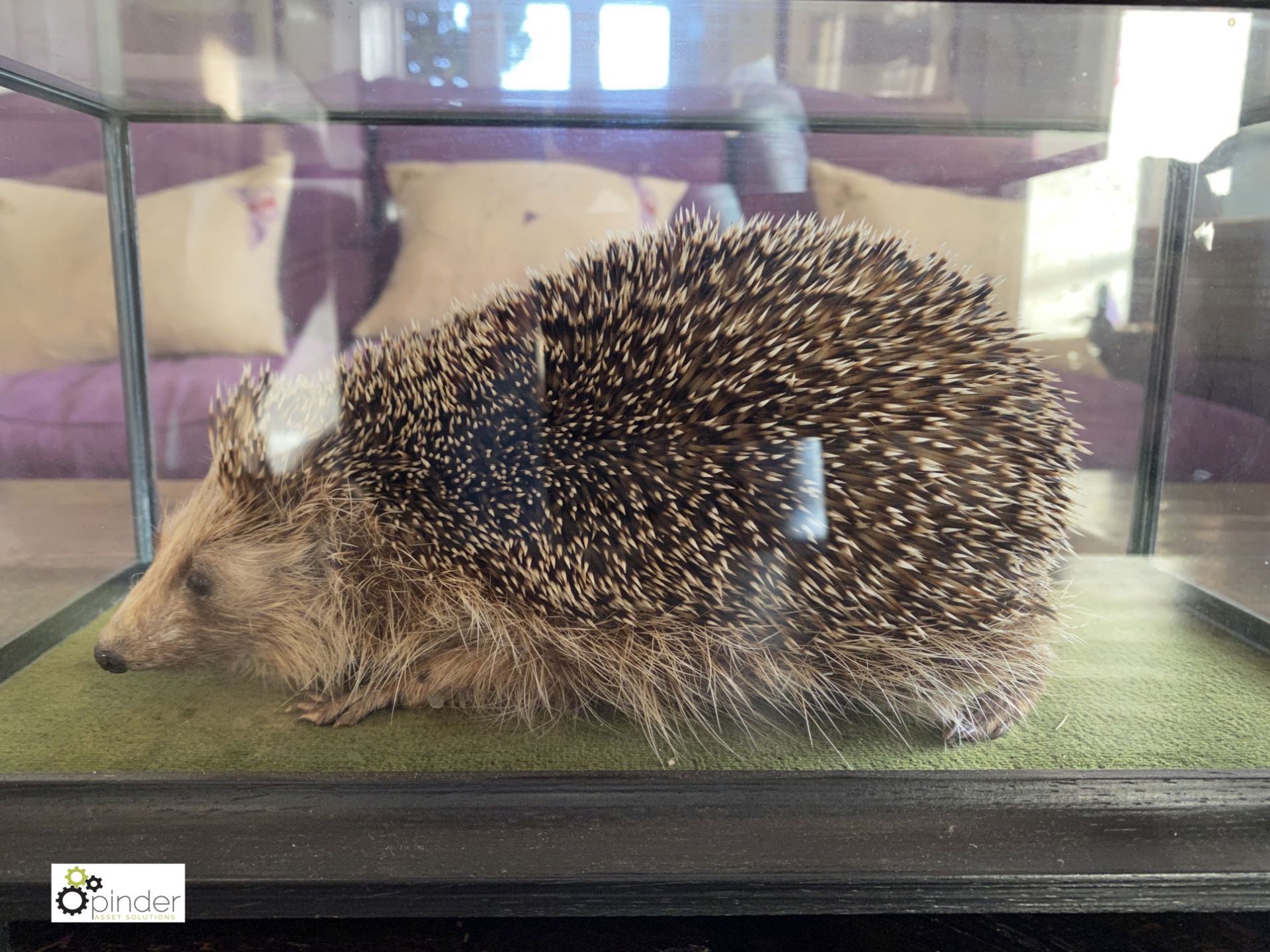 Taxidermy Hedgehog in glass case - Image 8 of 9