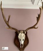 Taxidermy Deer Stag Skull and Horns on oak shield