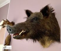 Taxidermy Wild Boars Head, wall mounted