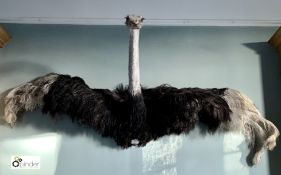 Ostrich Head and Shoulders wall mounted