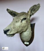 Taxidermy Deer’s Head on oak shield with plaque, T.S.H. found Willingford Brake, Killed Marsh