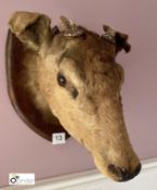 Taxidermy Bulls Head on oak shield