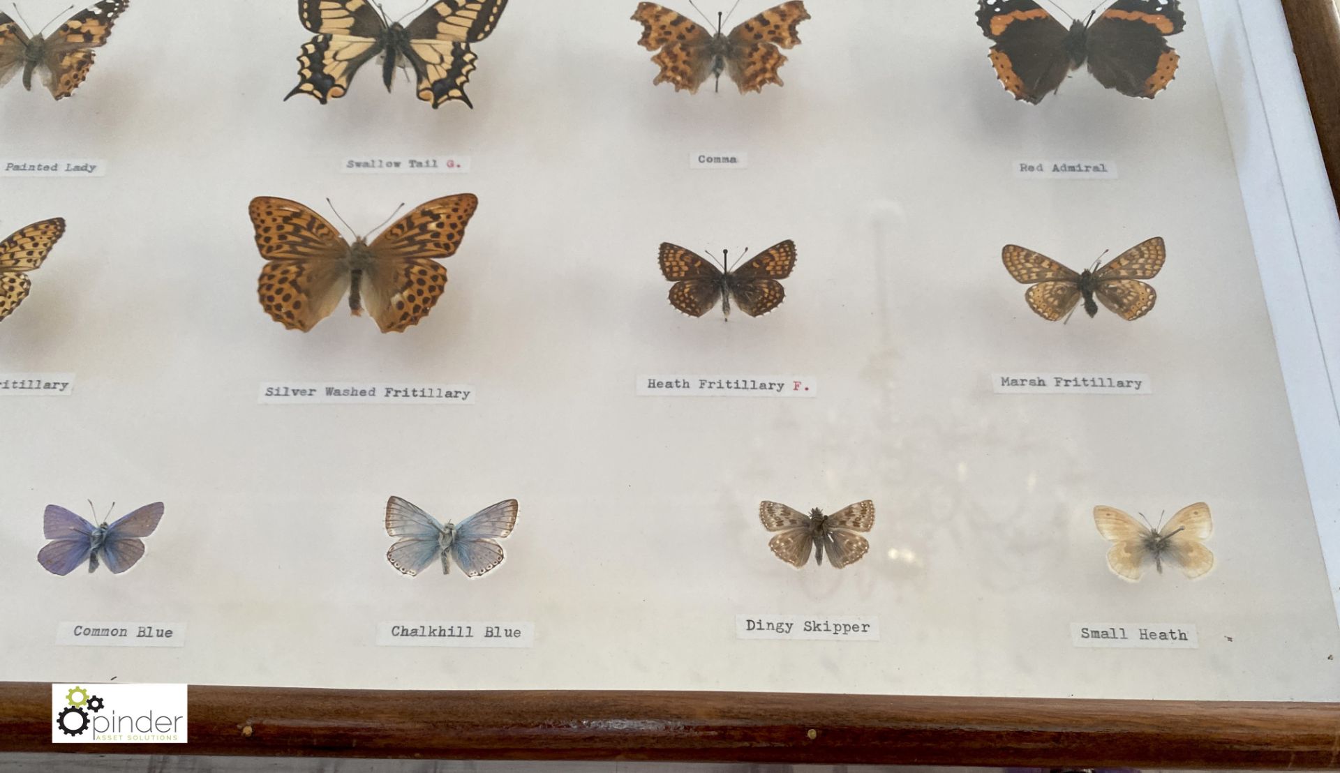 Display 28 British Butterflies in glazed cabinet - Image 8 of 11