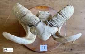 Ram’s Horns and part Skull mounted on walnut shield