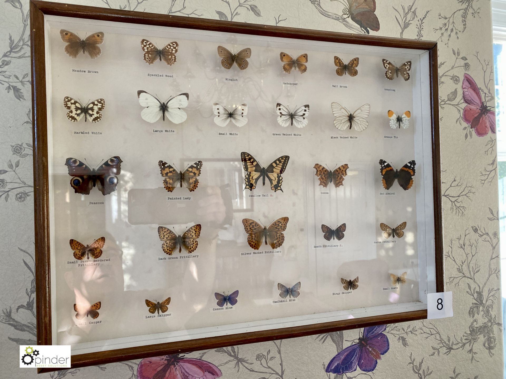 Display 28 British Butterflies in glazed cabinet - Image 2 of 11