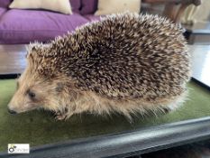 Taxidermy Hedgehog in glass case