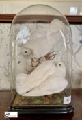 Taxidermy of 2 White Doves in glass domed case