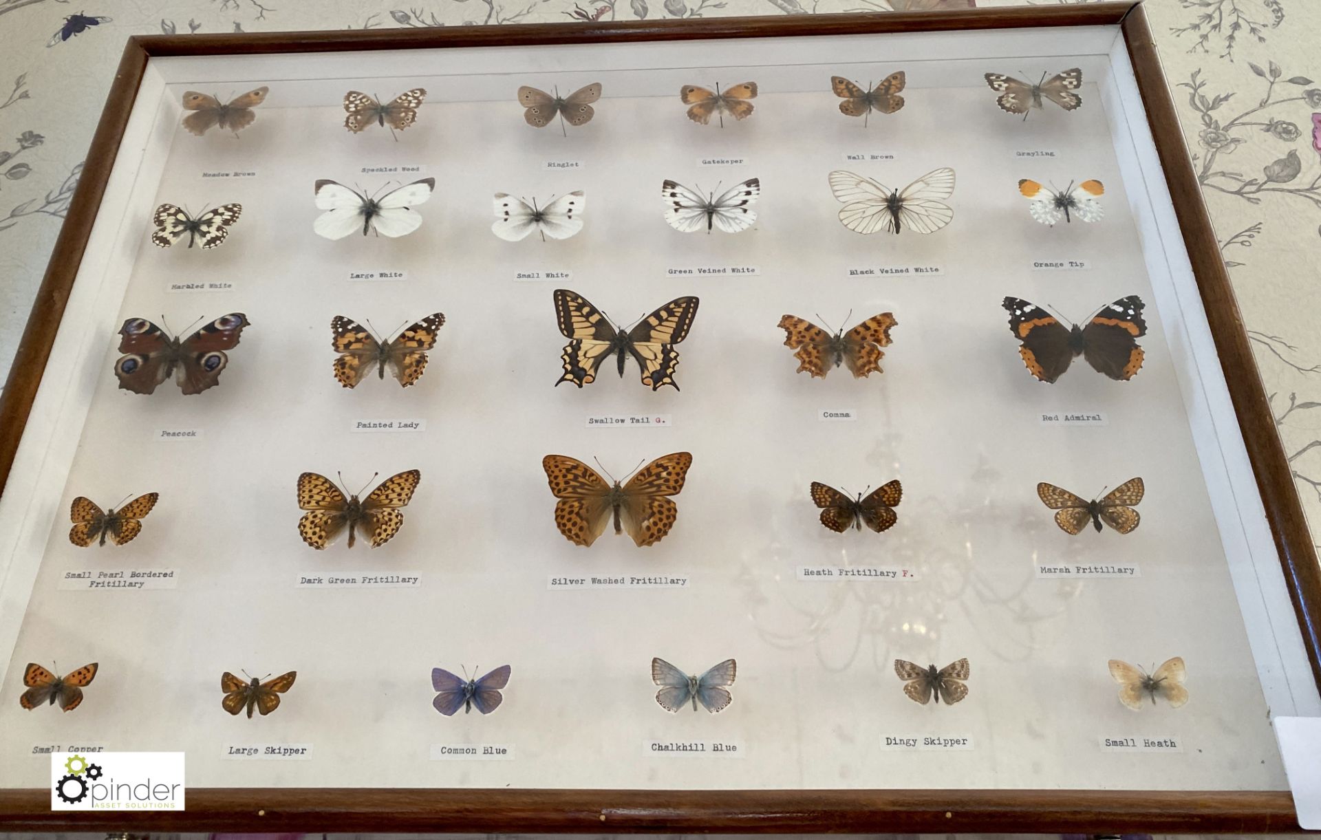 Display 28 British Butterflies in glazed cabinet - Image 10 of 11
