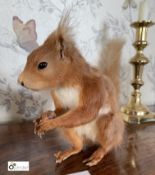 Taxidermy Squirrel with acorn