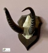 Antelope Horns on oak shield