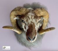 Taxidermy Rams Head, wall mounted