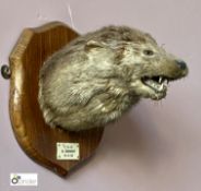 Taxidermy Otter’s Head on oak shield, inscribed Y.O.H. R Derwent, 8.6.33