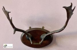 Taxidermy Deer Stag Antlers mounted on oak shield, inscribed Windsor Park