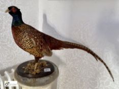 Taxidermy Pheasant mounted on oak base