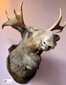 Taxidermy Moose’s Head with horns on oak shield