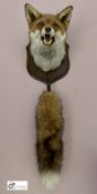 Taxidermy Fox’s Head on oak shield with tail