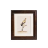 COMPANY HOUSE INDIAN MINIATURE WATERCOLOUR PAINTING OF A BIRD