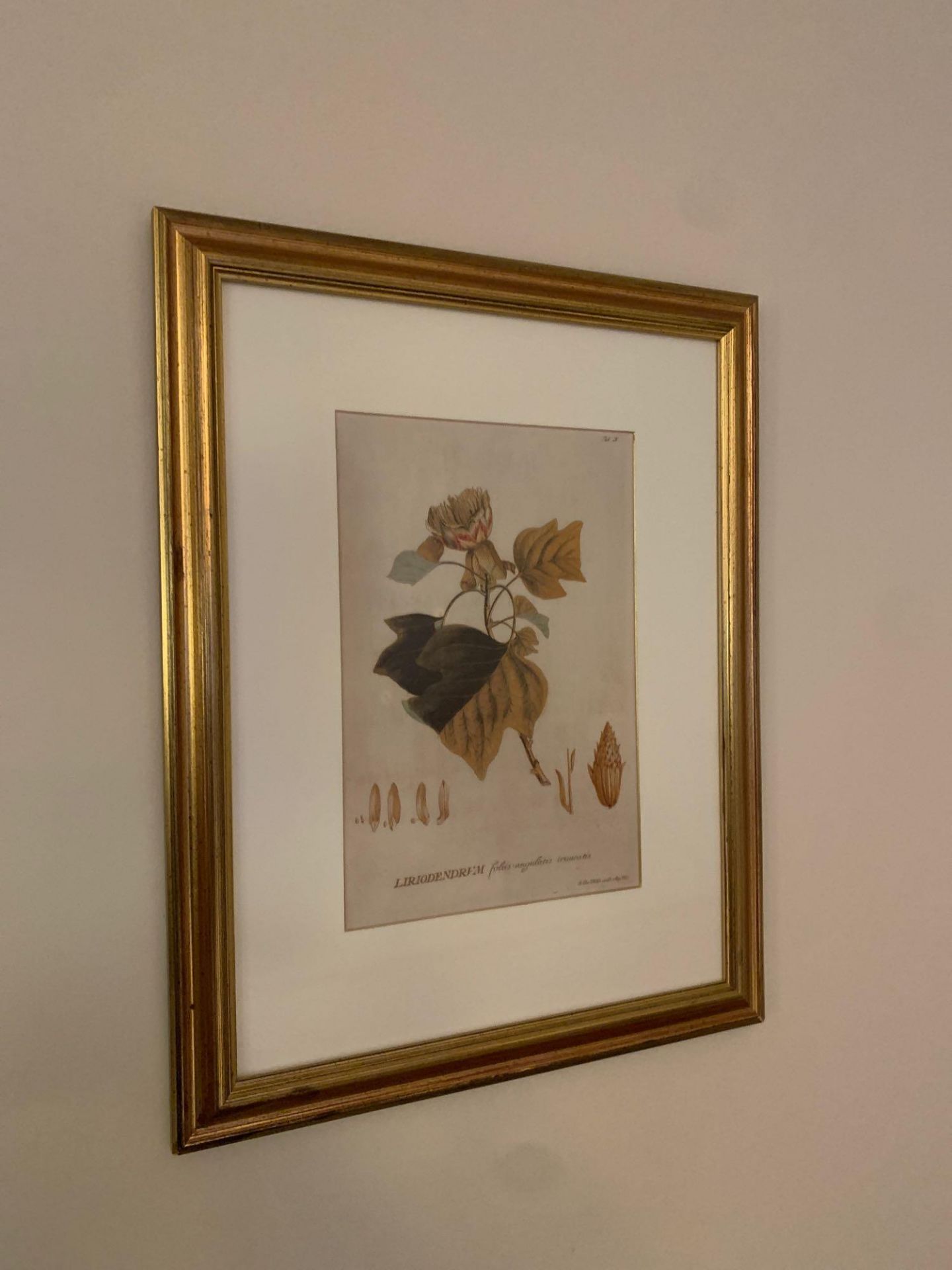A set of 3 x botanical prints in gold frame 40 cm x 60 cm G15 ( East Wing ) - Bild 4 aus 4