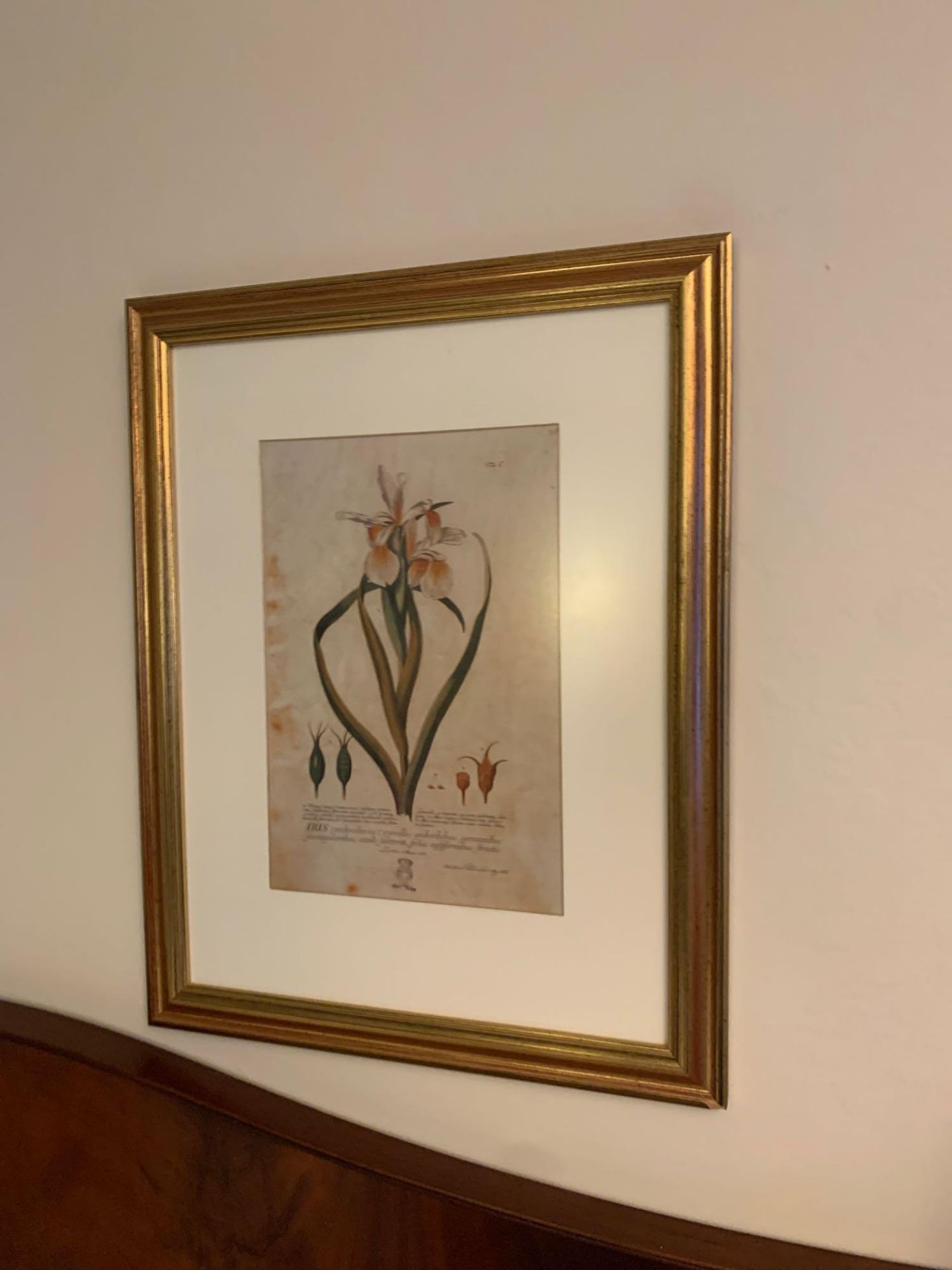 A set of 3 x botanical prints in gold frame 40 cm x 60 cm G15 ( East Wing ) - Bild 2 aus 4