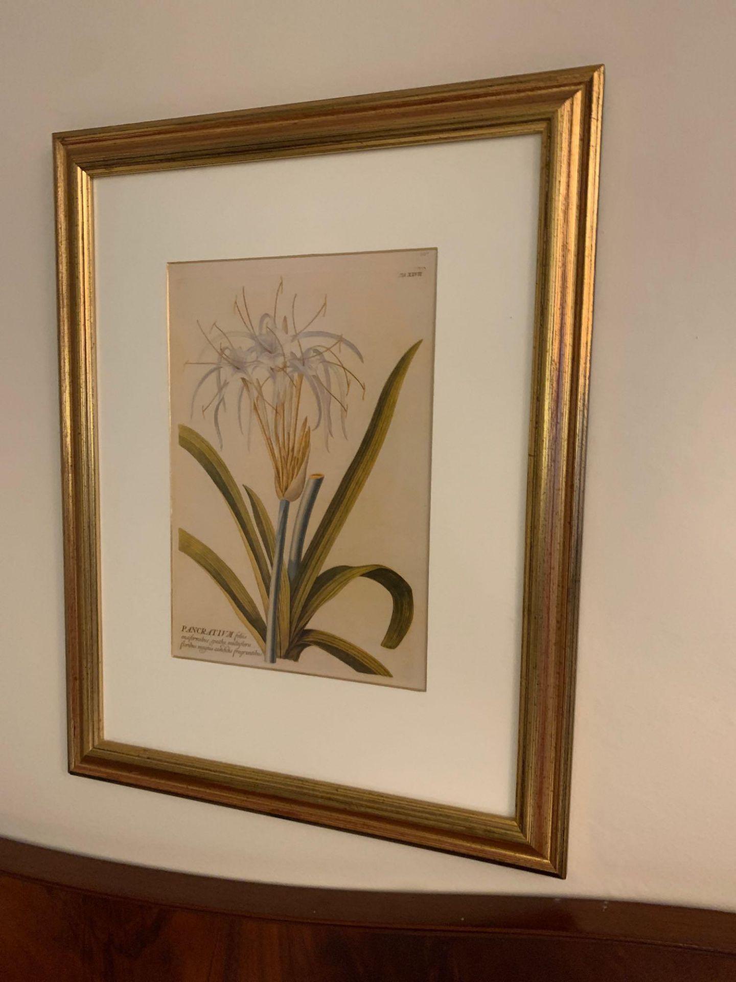 A set of 3 x botanical prints in gold frame 40 cm x 60 cm G15 ( East Wing ) - Bild 3 aus 4