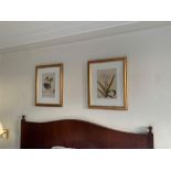 2 x botanical prints in gold frame 50 x 60 cm R256/257 ( East Wing )