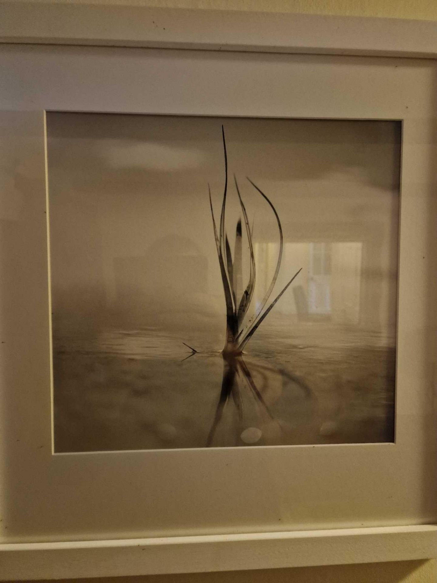 Gillian Allard Framed Print Still Life Solway Firth Signed Verso In A Modern White Wood Glazed Frame - Bild 2 aus 2