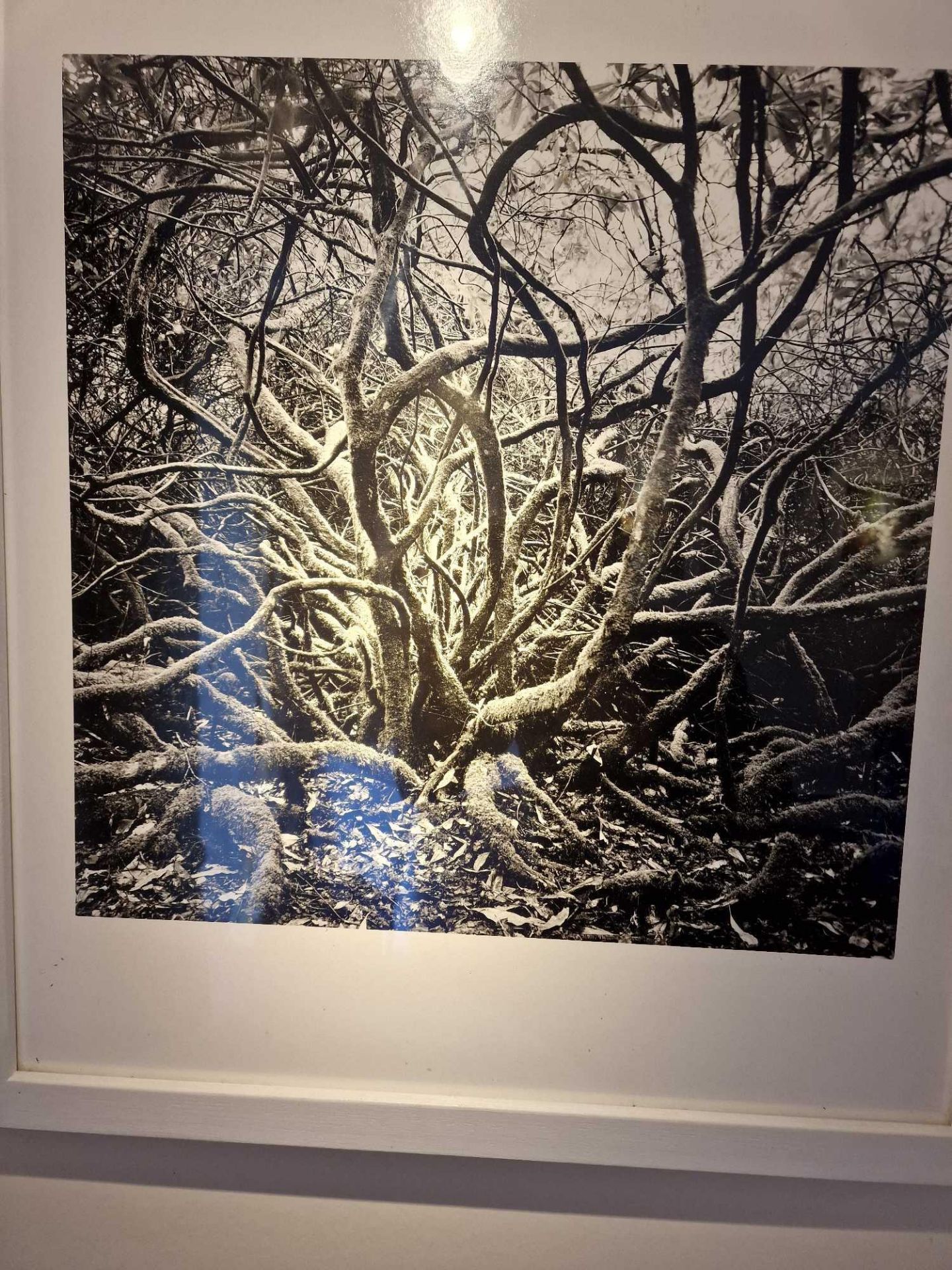 Gillian Allard Framed Print Wild Tree Ã¢â‚¬â€œ Dunregan Isle Of Sky Limited Edition 4/25 Signed - Bild 2 aus 2