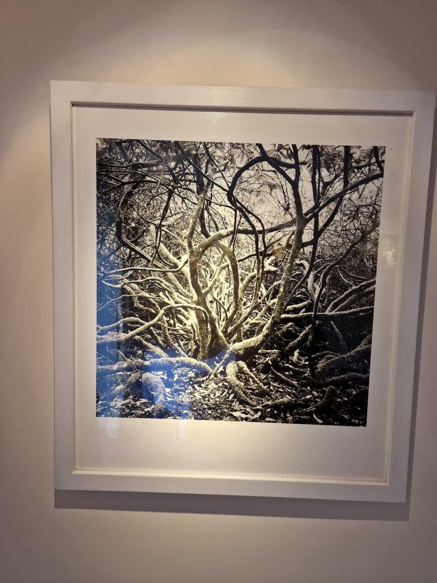 Gillian Allard Framed Print Wild Tree Ã¢â‚¬â€œ Dunregan Isle Of Sky Limited Edition 4/25 Signed