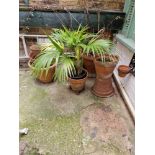 Various Terracotta And Plastic Planter Pots With Shrubs