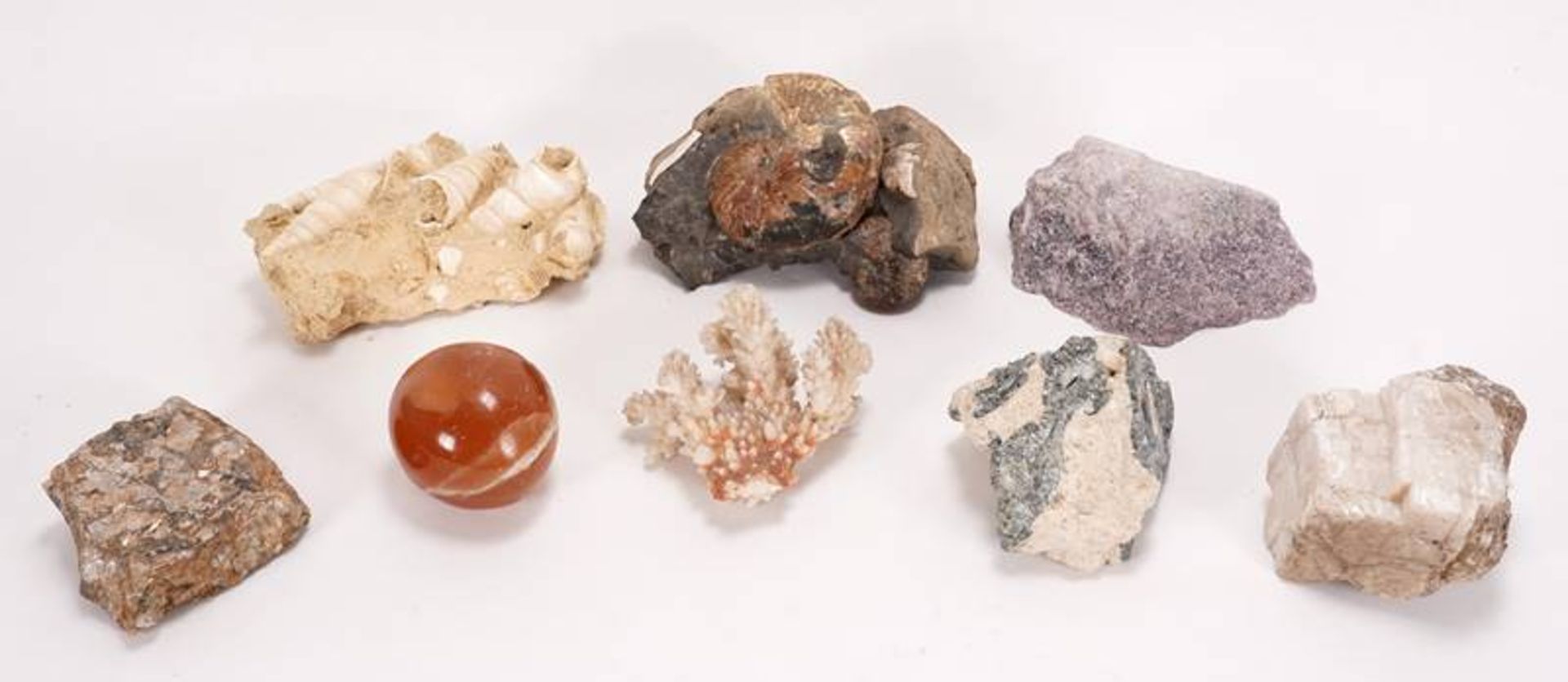 Convolute fossils and rocks