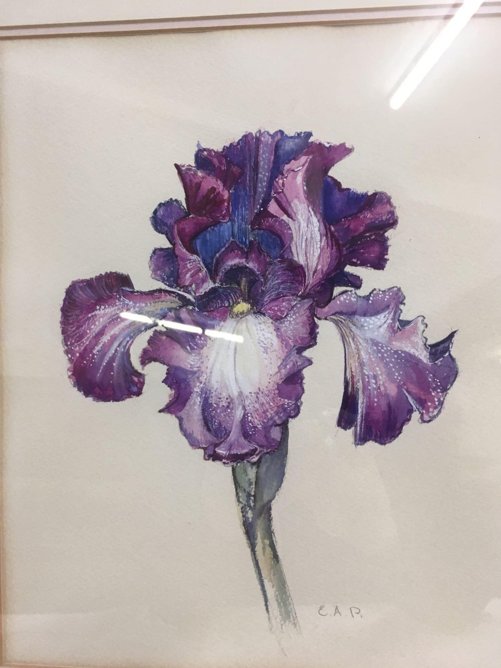 2 WATERCOLOURS OF IRISES, SIGNED WITH INITIALS - Image 2 of 4