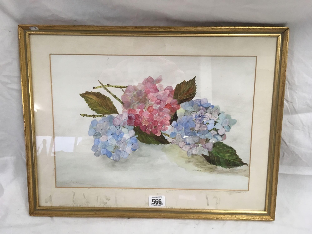 WATERCOLOUR STILL LIFE OF HYDRANGEAS, SIGNED