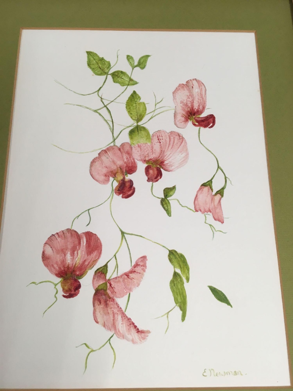 2 PAIRS OF ORIGINAL WATERCOLOURS OF FLOWERS, EACH SIGNED E NEWMAN - Image 5 of 5