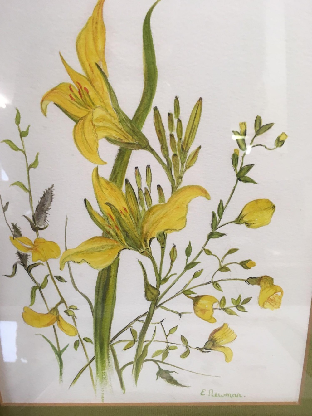 2 PAIRS OF ORIGINAL WATERCOLOURS OF FLOWERS, EACH SIGNED E NEWMAN - Image 2 of 5